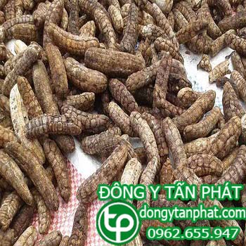 Địa chỉ mua bán chuối hột rừng tại Tuyên Quang giá tốt