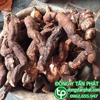 Địa chỉ mua bán hà thủ ô tại Long An giá tốt