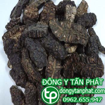 Địa chỉ mua bán Trái nhàu tại Tuyên Quang giá tốt