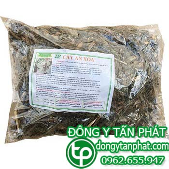 Địa điểm phân phối cây an xoa tại Đà Nẵng chất lượng