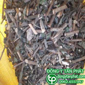 Địa điểm phân phối cây an xoa tại Quảng Ninh chất lượng