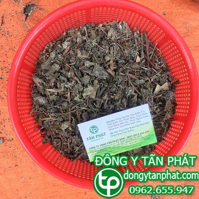 Địa điểm phân phối chè dây tại An giang chất lượng