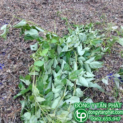 Địa điểm phân phối chè dây tại Quảng Trị chất lượng