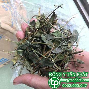 Địa điểm phân phối chè vằng tại Cà Mau chất lượng