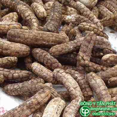 Địa điểm phân phối chuối hột rừng tại Tây Ninh chất lượng