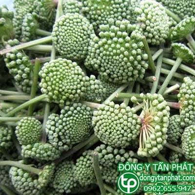 Địa điểm phân phối nụ hoa tam thất tại Tiền Giang chất lượng