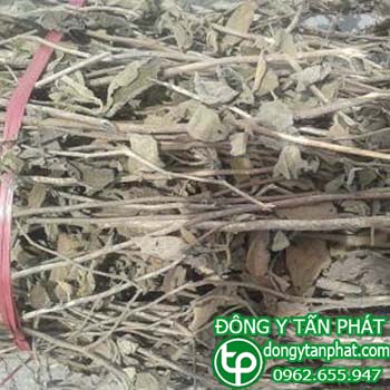 Nơi cung cấp cây an xoa tại Bến Tre uy tín