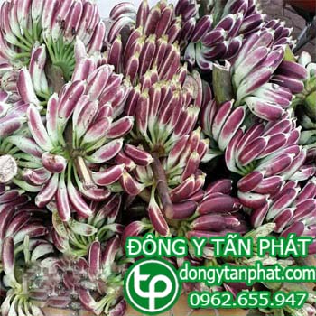 Nơi cung cấp chuối hột rừng tại An Giang uy tín