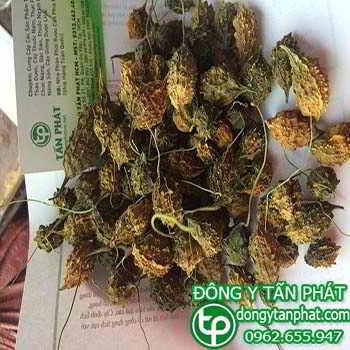 Nơi cung cấp Khổ qua rừng tại Tây Ninh giao hàng nhanh