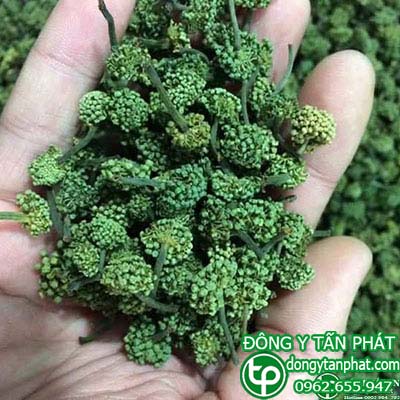 Nơi cung cấp nụ hoa tam thất tại Hải Phòng uy tín