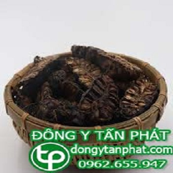 Nơi cung cấp trái nhàu tại Quảng Nam uy tín