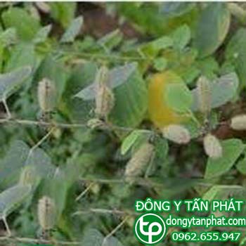 Ở đâu bán cây an xoa tại Bình Thuận giá tốt???