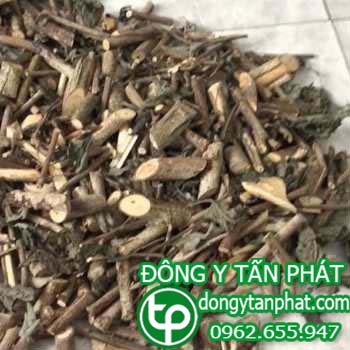 Ở đâu bán cây an xoa tại tphcm giá tốt???