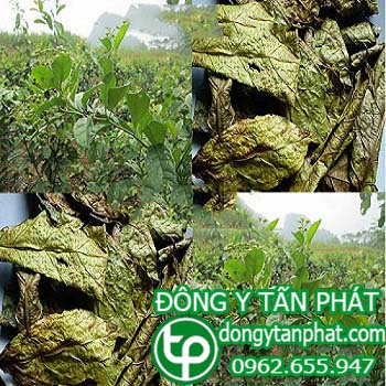 Ở đâu bán cây xạ đen tại Bắc Ninh giá tốt???