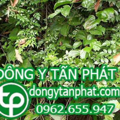 Ở đâu bán chè dây tại An giang giá tốt