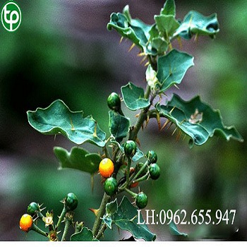 Ở đâu phân phối cà gai leo tại Phú Thọ chất lượng???