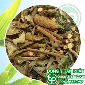 Ở đâu phân phối Cây an xoa tại Bình Phước chất lượng???
