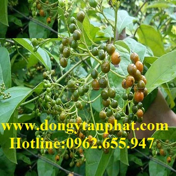 Ở đâu phân phối cây xạ đen tại Bến Tre chất lượng