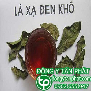 Ở đâu phân phối cây xạ đen tại Cà Mau chất lượng