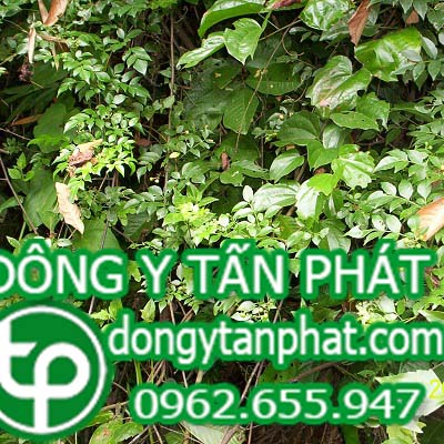 Ở đâu phân phối chè dây tại Vĩnh Phúc chất lượng???