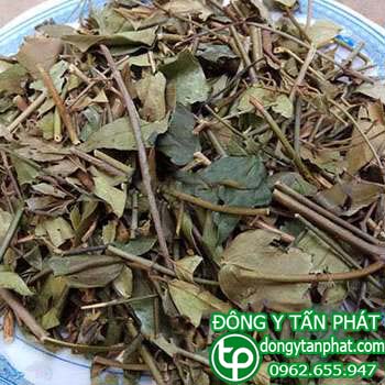 Ở đâu phân phối chè vằng tại Cà Mau chất lượng
