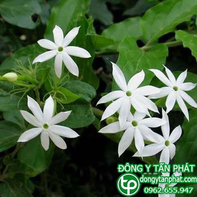 Ở đâu phân phối chè vằng tại Tây Ninh chất lượng