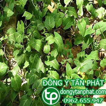 Ở đâu phân phối hà thủ ô tại Ninh Thuận chất lượng???