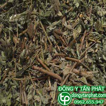 Phân phối mua bán Cây an xoa tại Bình Phước giá tốt
