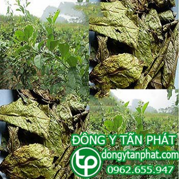 Phân phối mua bán cây xạ đen tại Tuyên Quang giá tốt