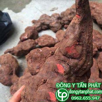 Phân phối mua bán hà thủ ô tại Cà Mau giá tốt