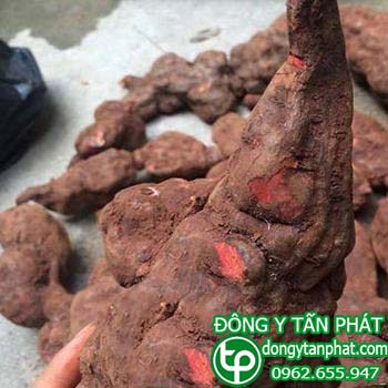 Phân phối mua bán hà thủ ô tại Ninh Thuận giá tốt