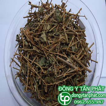 Trung tâm mua bán cà gai leo tại Phú Thọ giá sỉ