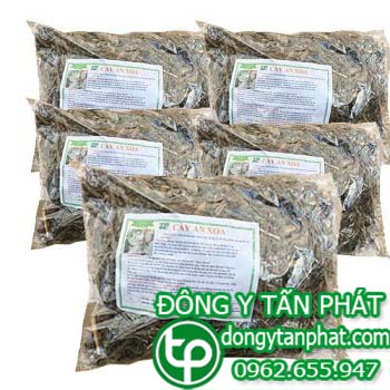 Trung tâm mua bán cây an xoa tại Bến Tre giá sỉ