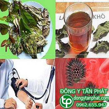 Trung tâm mua bán cây xạ đen tại Cà Mau giá sỉ