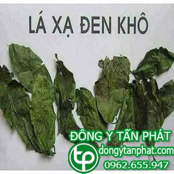 Trung tâm mua bán cây xạ đen tại Ninh Thuận giá sỉ