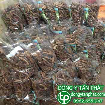 Trung tâm mua bán chuối hột rừng tại Quảng Trị giá sỉ