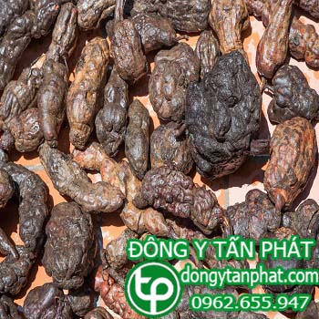 Trung tâm mua bán hà thủ ô tại Cà Mau giá sỉ