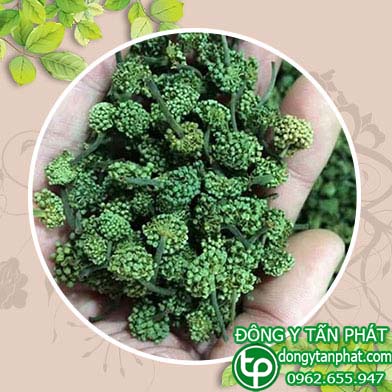 Trung tâm mua bán nụ hoa tam thất tại Hải Phòng giá sỉ